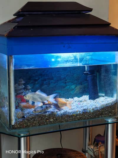 complete set along with fish available