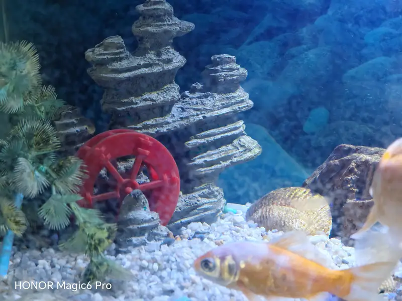complete set along with fish available — photo 2