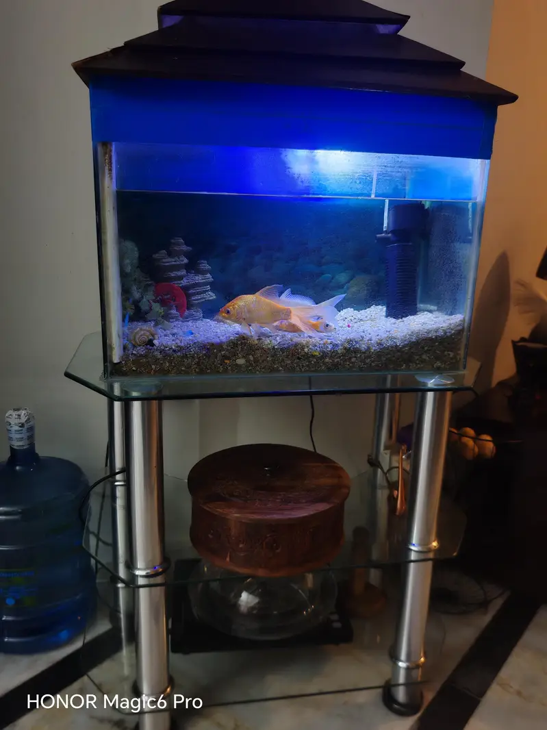 complete set along with fish available — photo 3