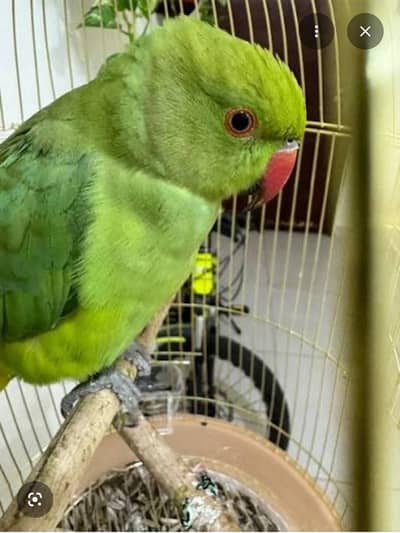 ringneck parrot 03025368418