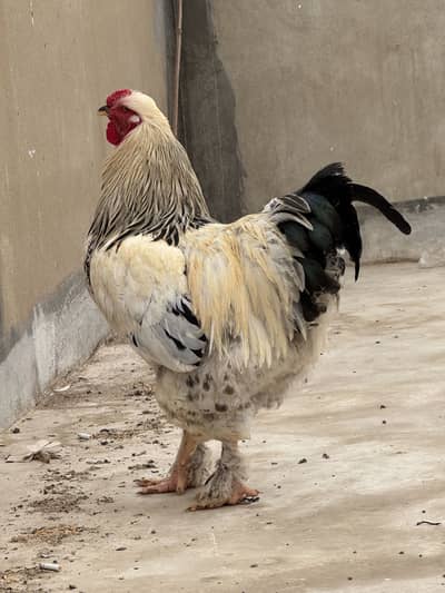 Light columbian brahma