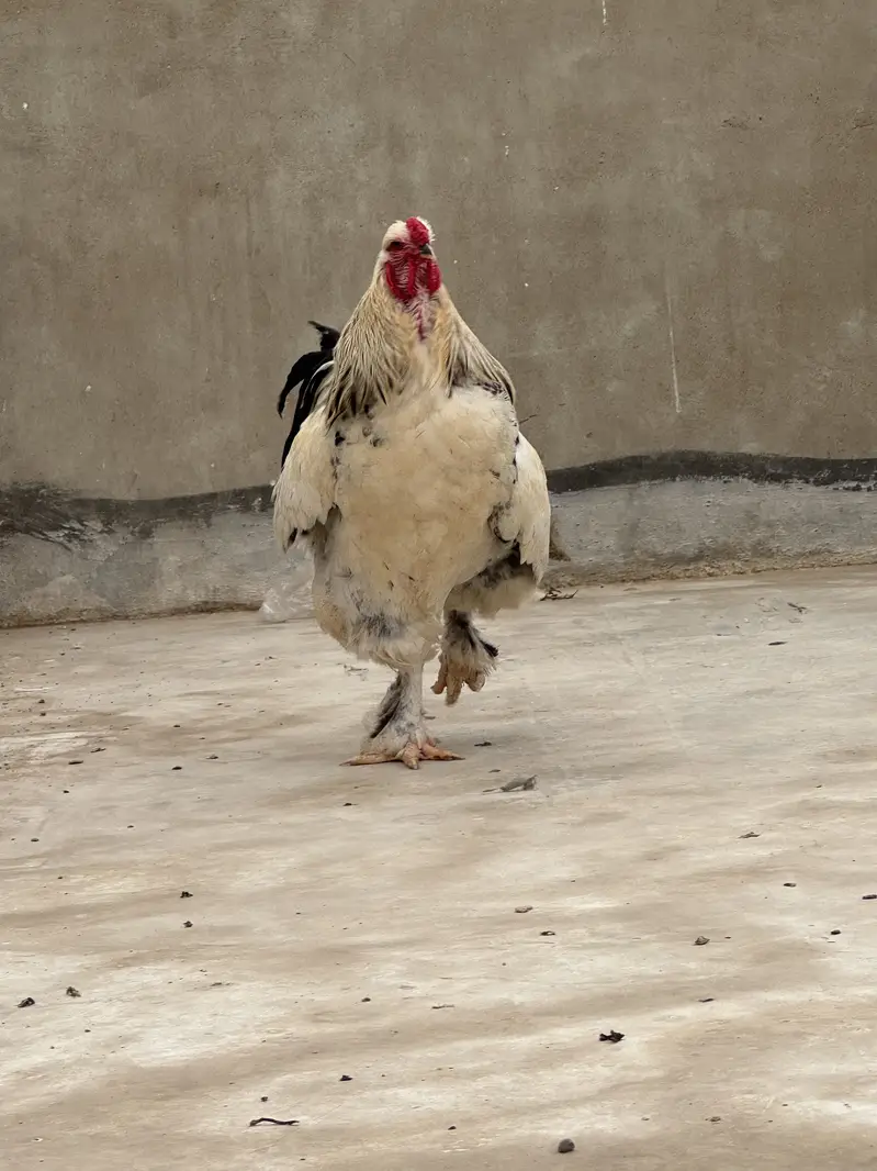 Light columbian brahma — photo 2