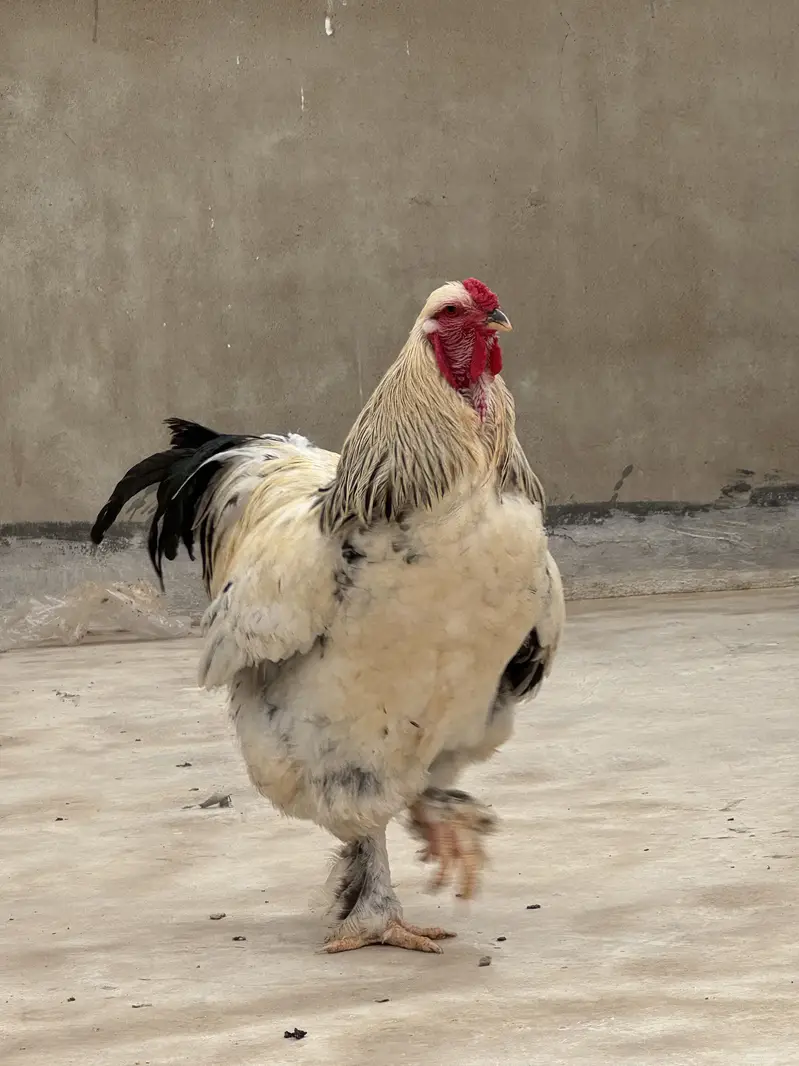 Light columbian brahma — photo 3