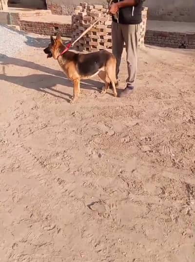 German shepherd female breader