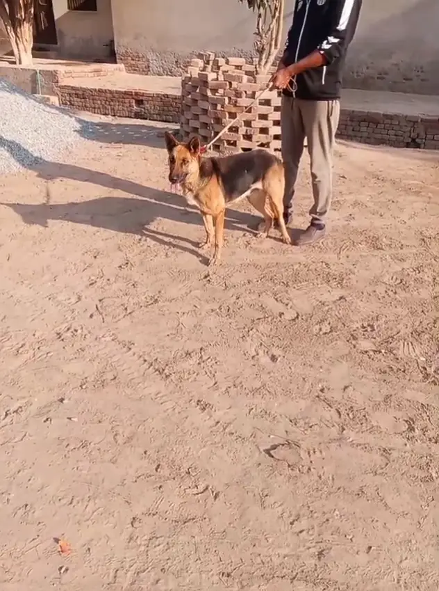 German shepherd female breader — photo 3