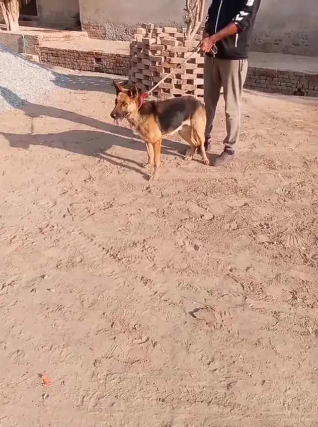 German shepherd female breader — photo 4