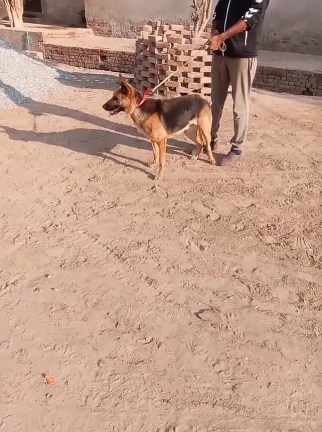 German shepherd female breader — photo 5