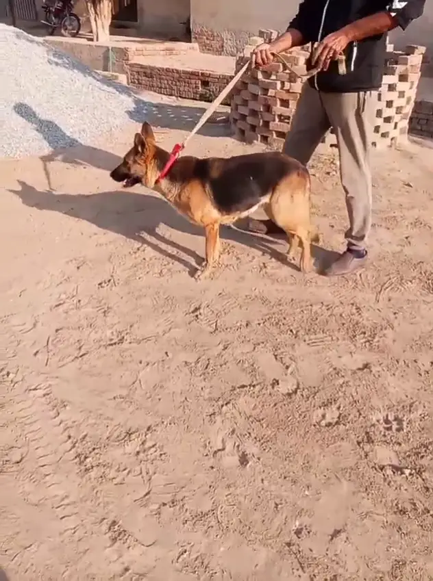 German shepherd female breader — photo 6