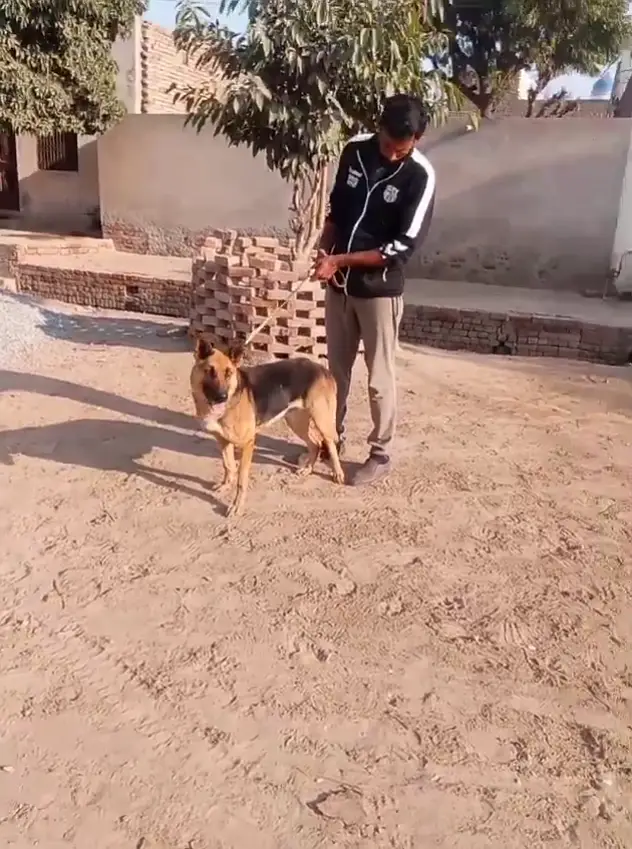 German shepherd female breader — photo 7