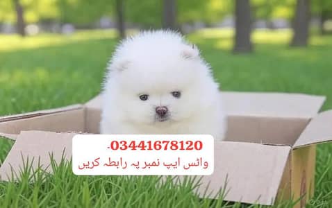 Pomeranian puppies for sale 2 month age