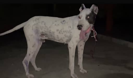 Bully dog for sell
