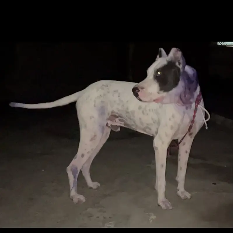 Bully dog for sell — photo 2