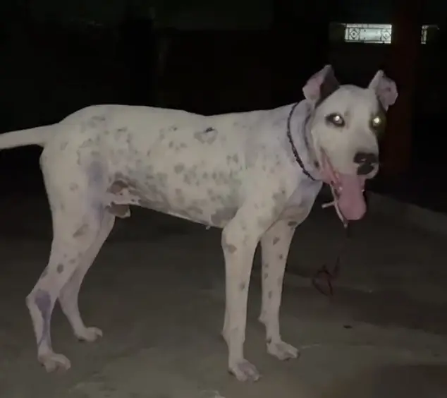Bully dog for sell — photo 3