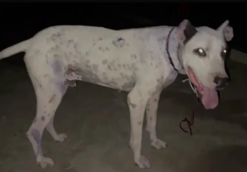 Bully dog for sell — photo 4