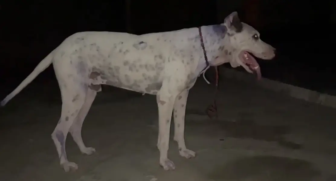 Bully dog for sell — photo 6