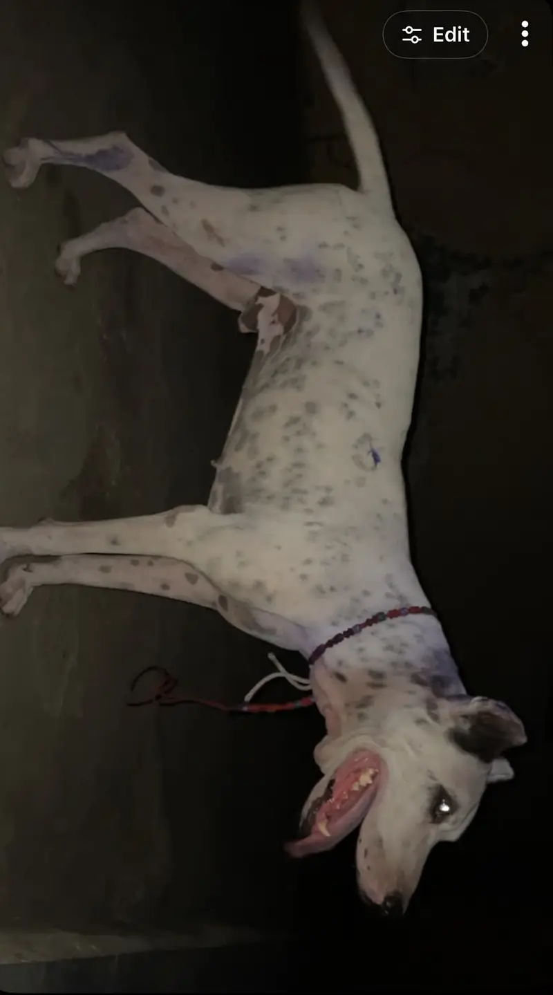 Bully dog for sell — photo 7