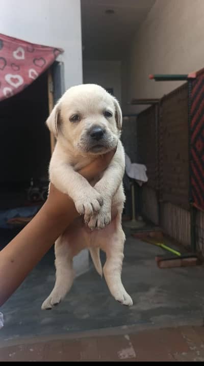 Labrador puppy available for new home