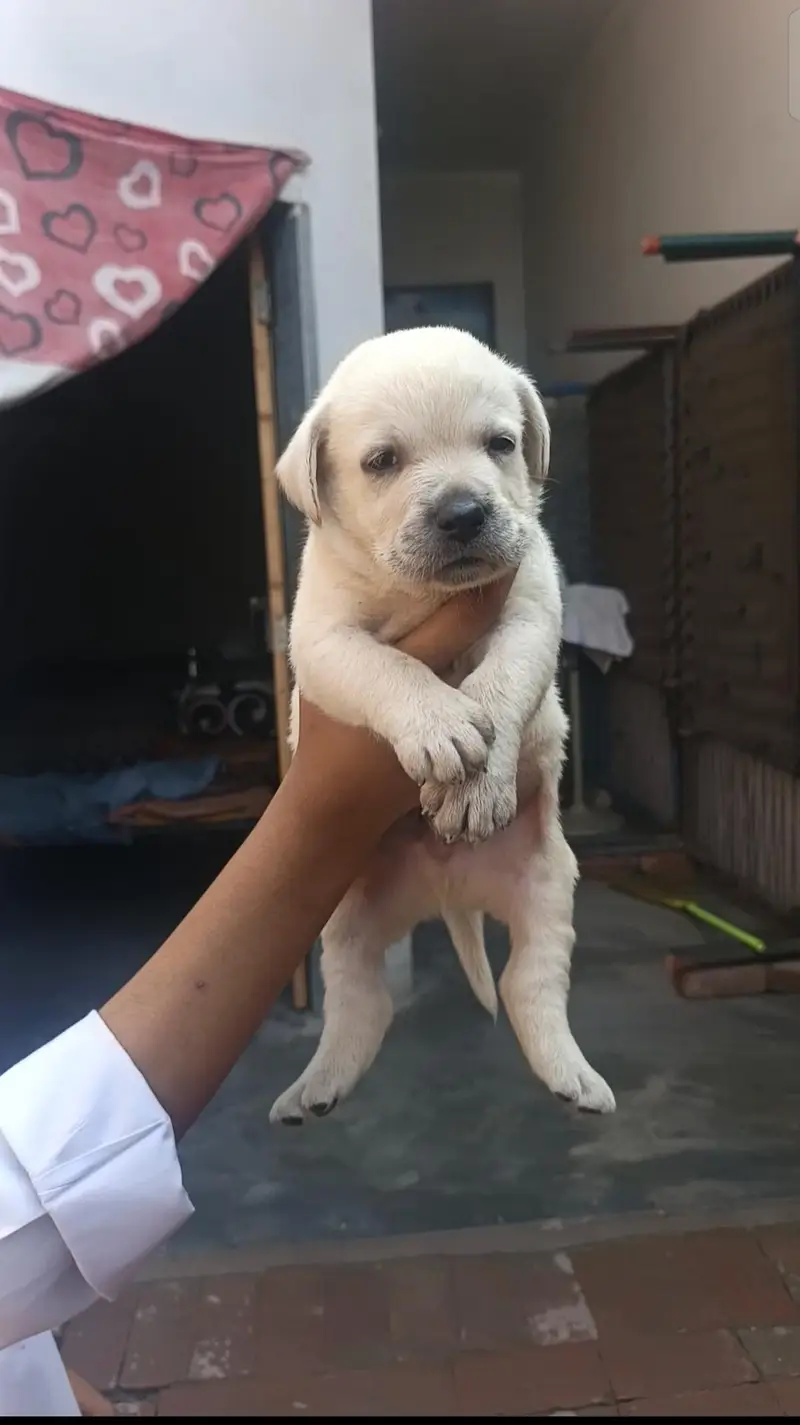 Labrador puppy available for new home — photo 2