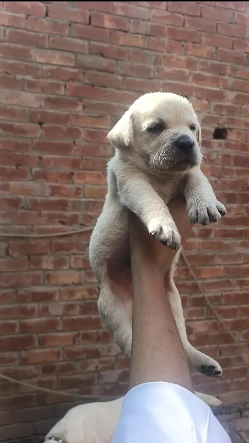 Labrador puppy available for new home — photo 3