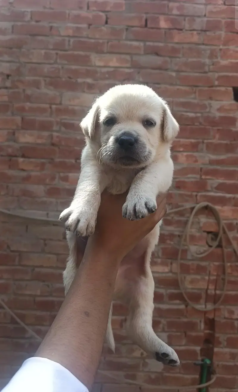 Labrador puppy available for new home — photo 4