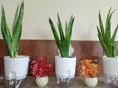set of 3 plants