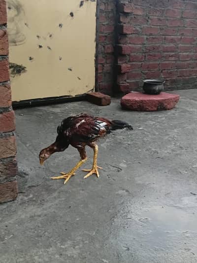 aseel patha for sale home breed