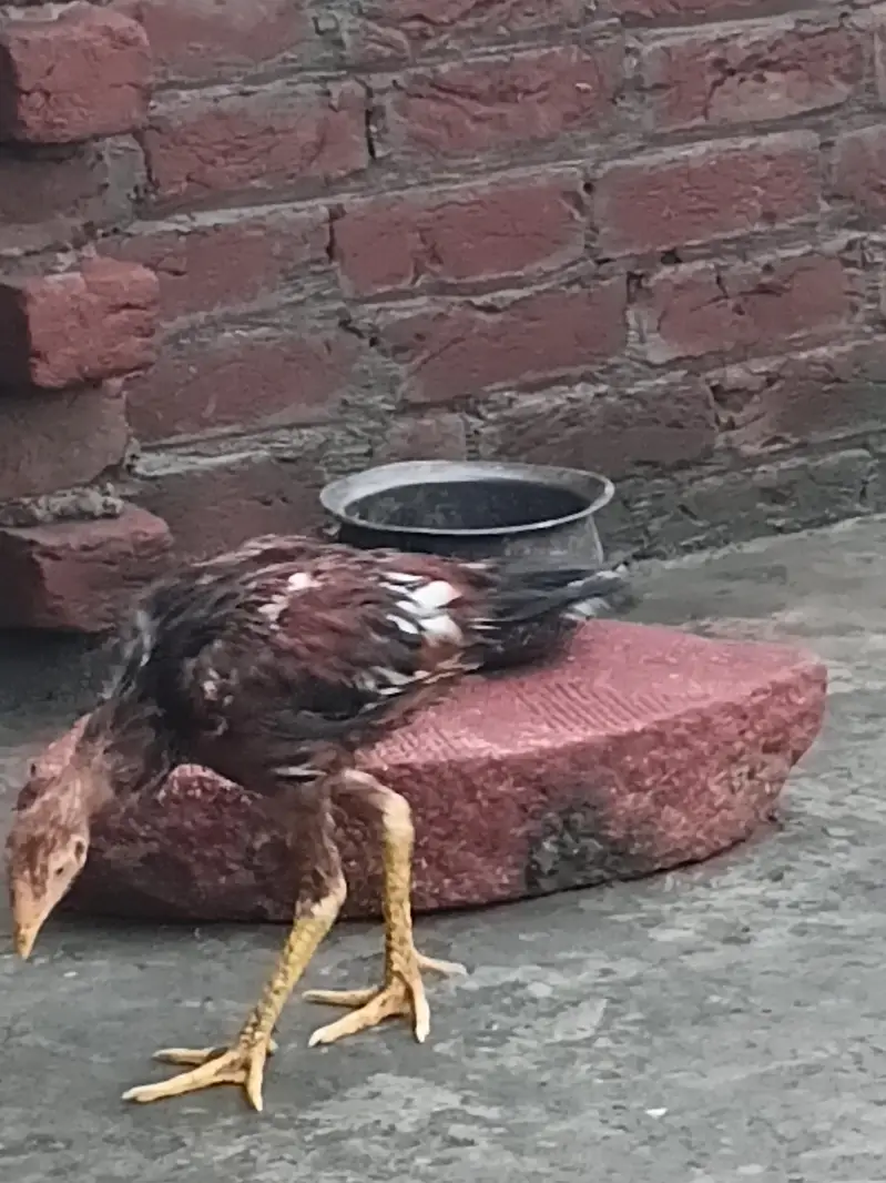 aseel patha for sale home breed — photo 2