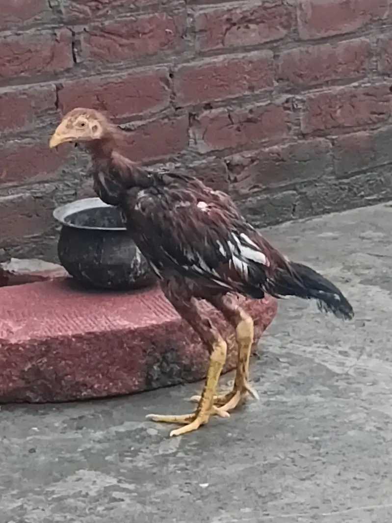aseel patha for sale home breed — photo 3