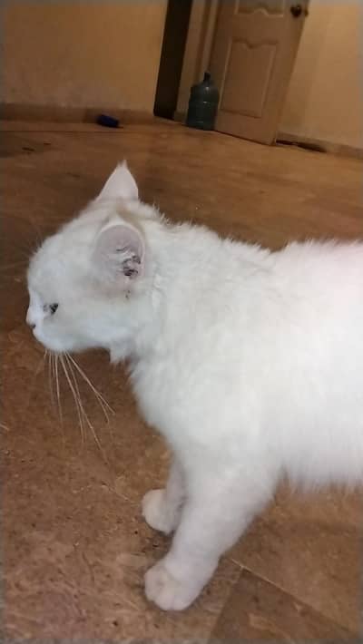 Extremely Cute & Fluffy White Persian Cat | Super Friendly