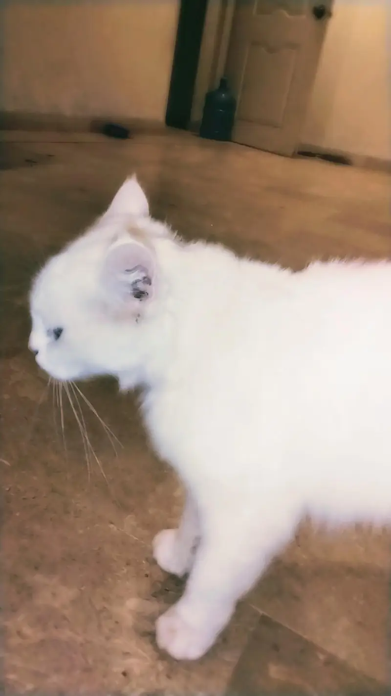 Extremely Cute & Fluffy White Persian Cat | Super Friendly — photo 2