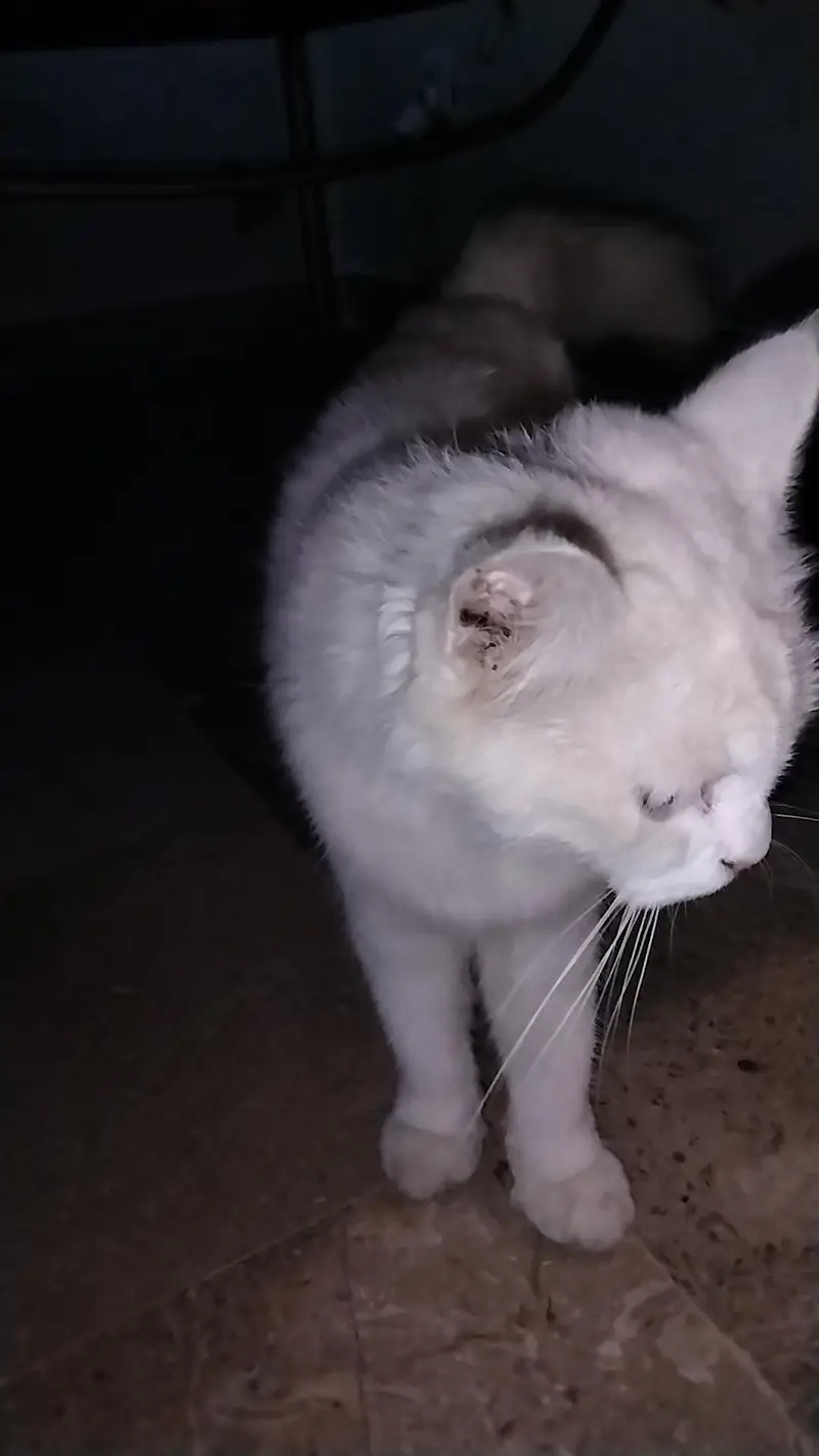 Extremely Cute & Fluffy White Persian Cat | Super Friendly — photo 3