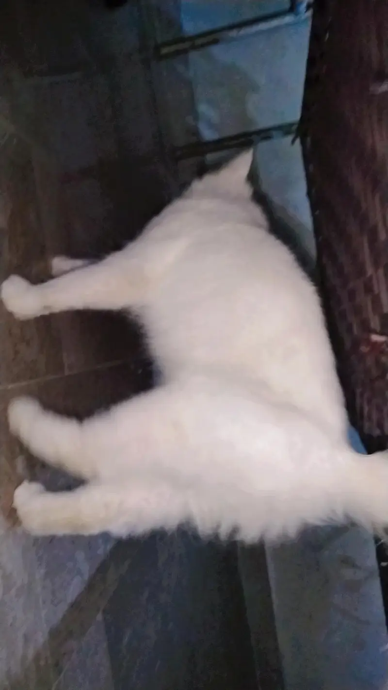 Extremely Cute & Fluffy White Persian Cat | Super Friendly — photo 4