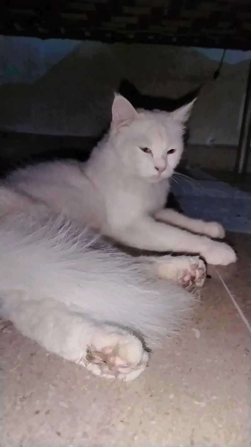 Extremely Cute & Fluffy White Persian Cat | Super Friendly — photo 5