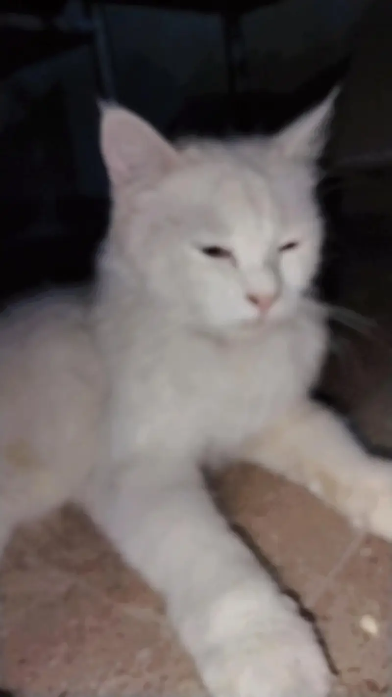 Extremely Cute & Fluffy White Persian Cat | Super Friendly — photo 6