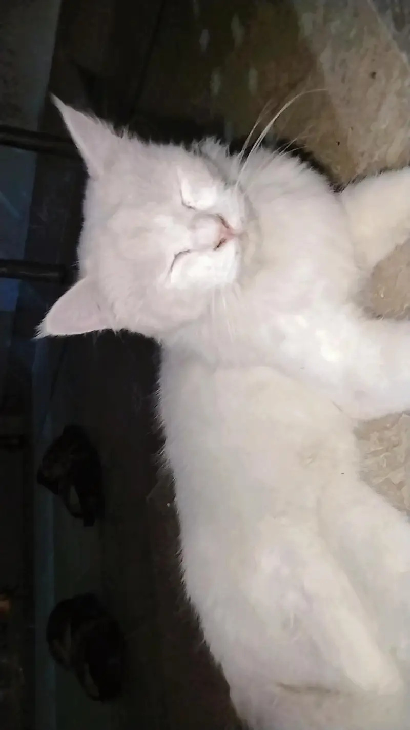Extremely Cute & Fluffy White Persian Cat | Super Friendly — photo 7