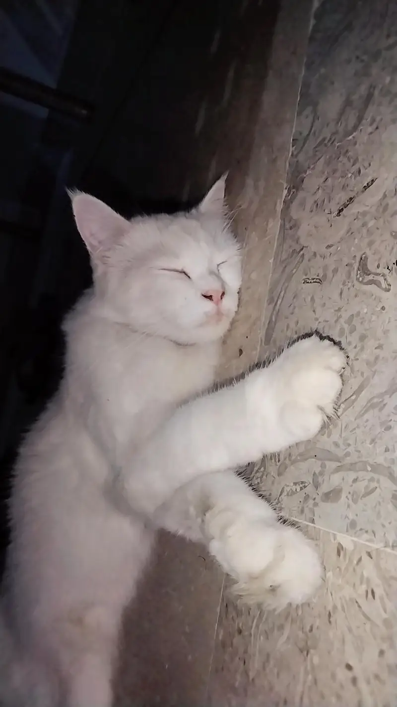 Extremely Cute & Fluffy White Persian Cat | Super Friendly — photo 8