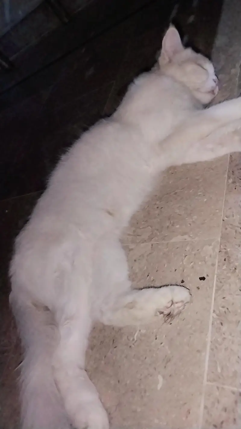 Extremely Cute & Fluffy White Persian Cat | Super Friendly — photo 9