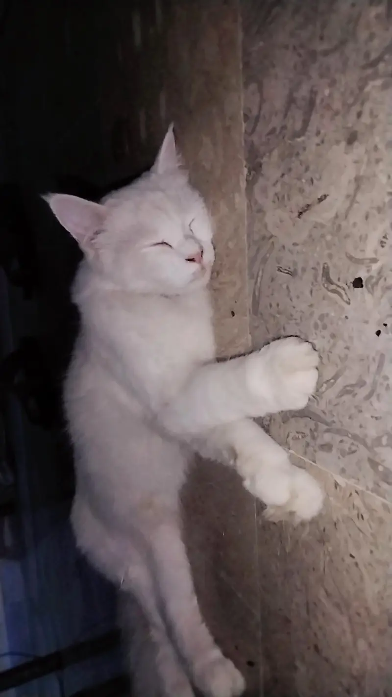 Extremely Cute & Fluffy White Persian Cat | Super Friendly — photo 10