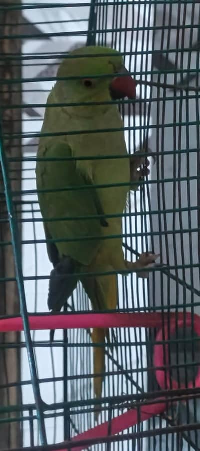 kajla Male hand tame talking03204590697