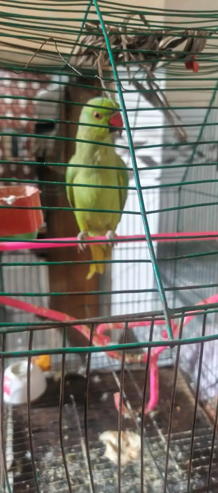 kajla Male hand tame talking03204590697 — photo 2