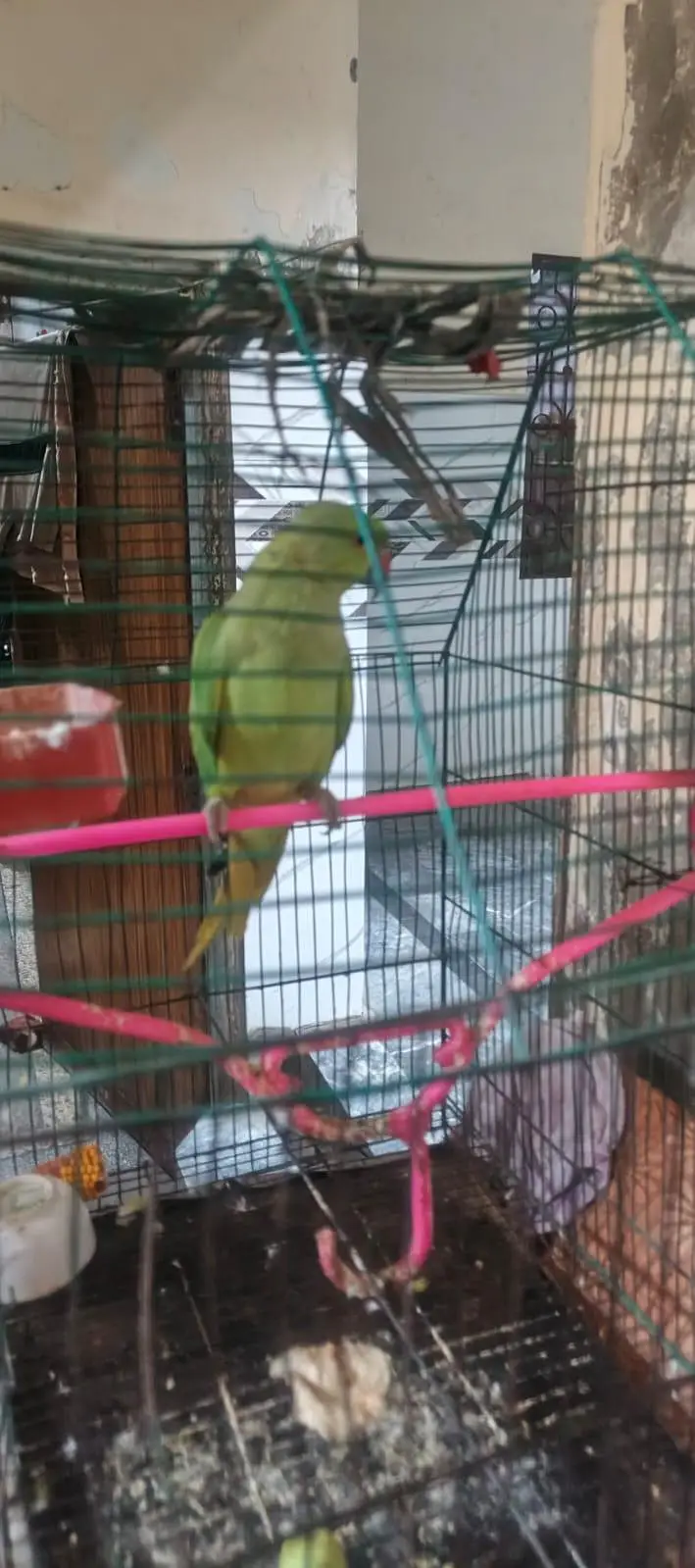 kajla Male hand tame talking03204590697 — photo 3