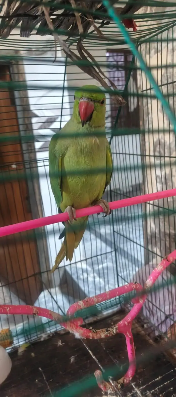 kajla Male hand tame talking03204590697 — photo 4