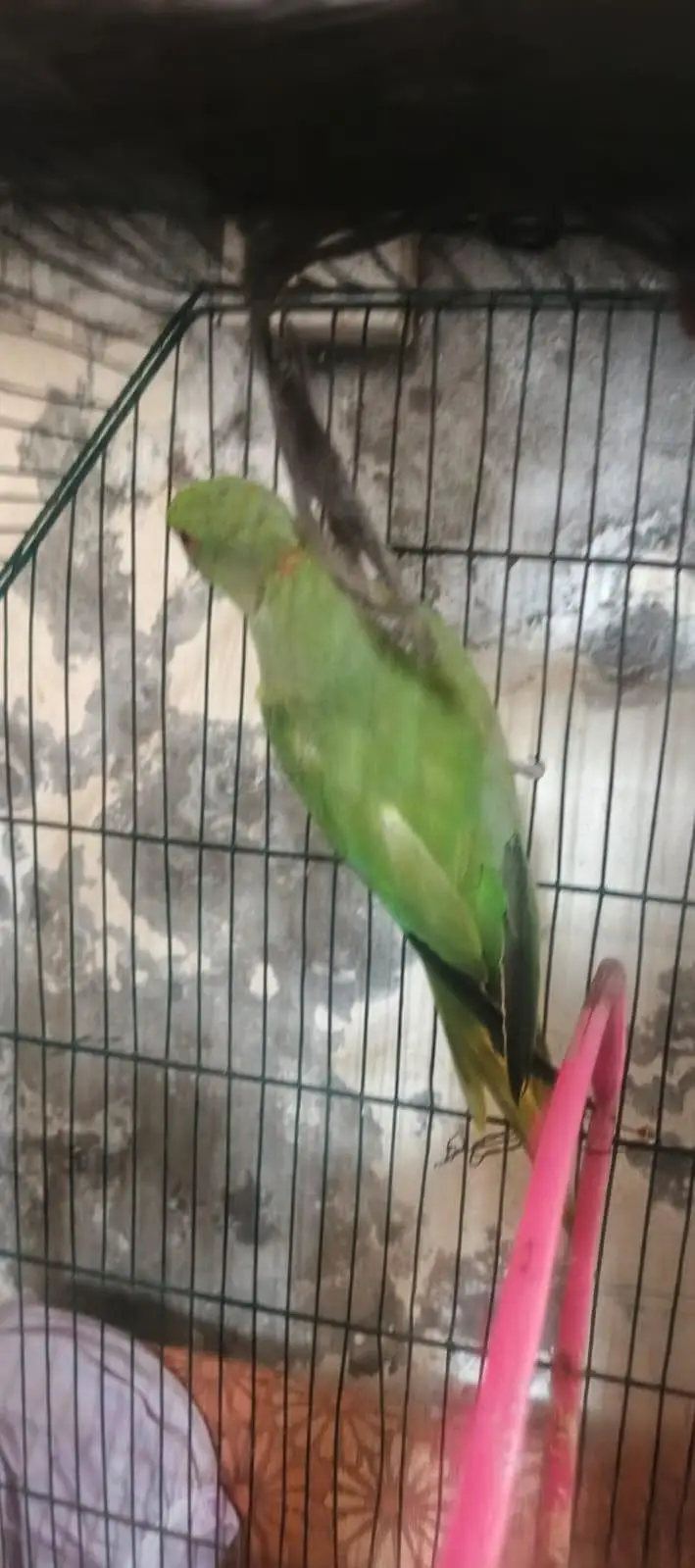 kajla Male hand tame talking03204590697 — photo 5