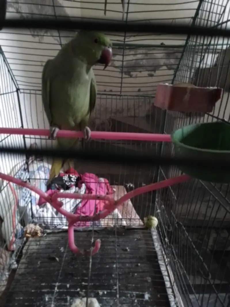 kajla Male hand tame talking03204590697 — photo 6