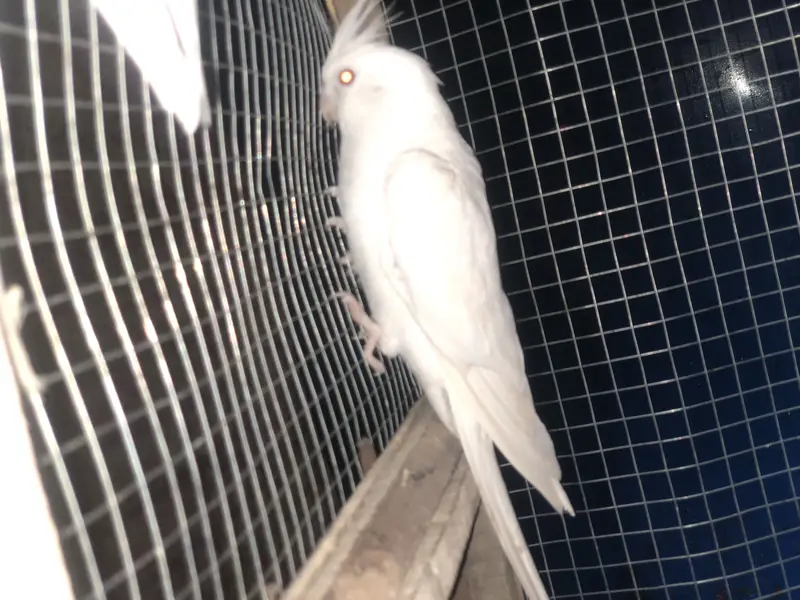 Eno cockatiel pair — photo 3