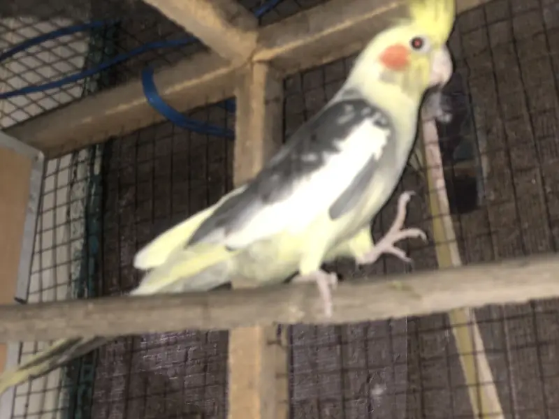 Eno cockatiel pair — photo 4