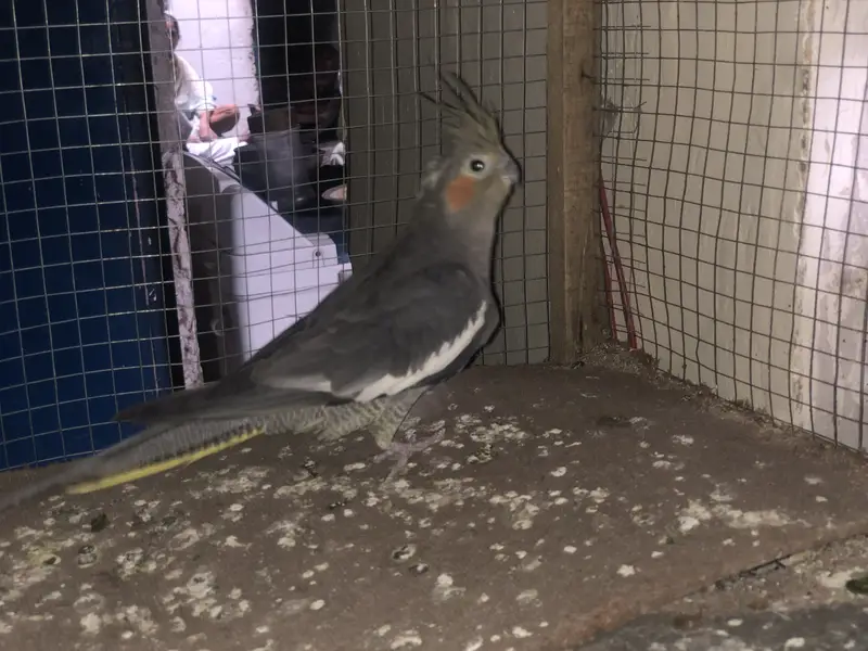 Eno cockatiel pair — photo 5
