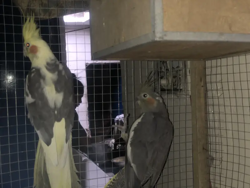 Eno cockatiel pair — photo 6