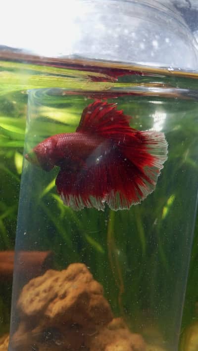 Betta fish +300 piece available