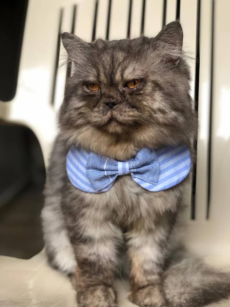 Handmade Cats Collars 0